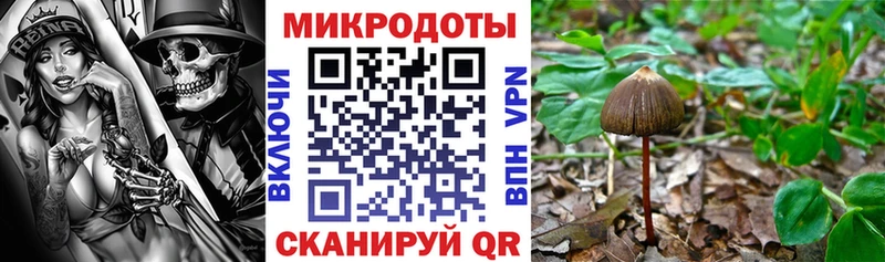Галлюциногенные грибы Psilocybine cubensis  Новодвинск 